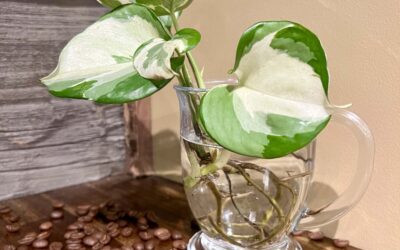 Ready, Set, Grow! Join Us for Monthly Plant Prop & Swap at Dancing Bean Coffee House